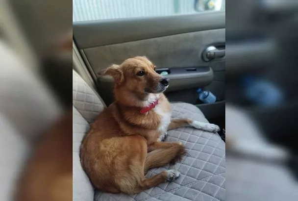 Пропавшую в сентябре в очереди на Крымский мост собаку по кличке Буся до сих пор ищут волонтеры