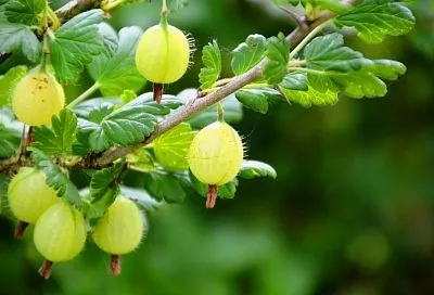 Если сделать это прямо сейчас, то потом крыжовник точно не подхватит мучнистую росу: весенние советы