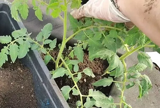 Считаю 7 дней – и оставляю эти всходы семян (остальные – брак!): 3 секрета сильной рассады от Галины Кизимы