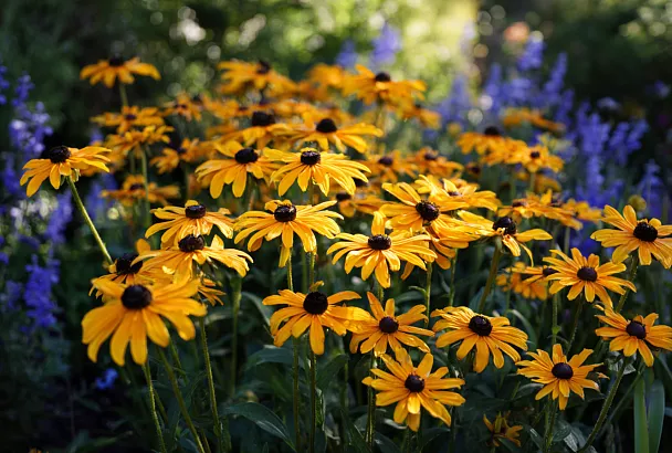 5 многолетников, которые цветут всё лето и до снега: без пересадок и хлопот