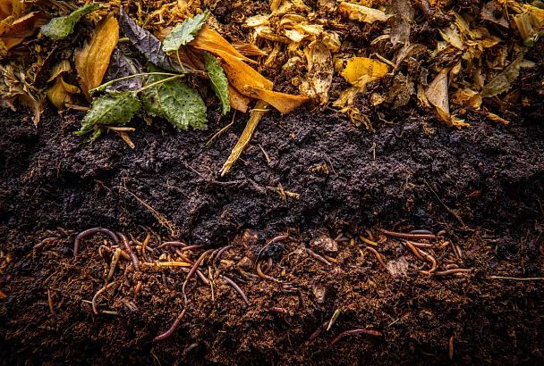 Что делать с ботвой цветов и как использовать компост