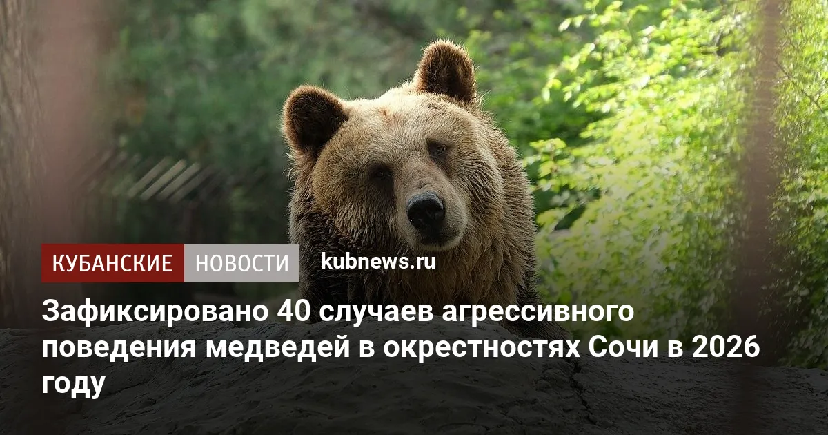 Зафиксировано 40 случаев агрессивного поведения медведей в окрестностях Сочи в 2026 году