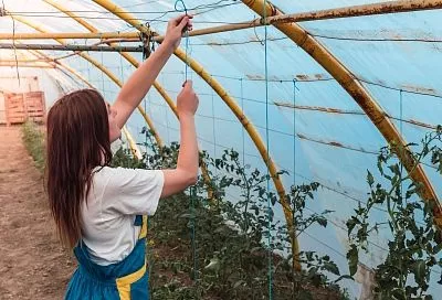 Рассыпаю эти три подкормки по теплице в ноябре, а летом не нарадуюсь урожаю овощей 