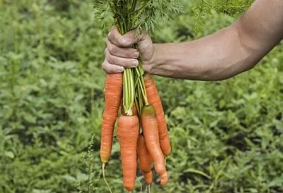 Войди в сумрак: топ-5 культур, которые прекрасно себя чувствуют в тени