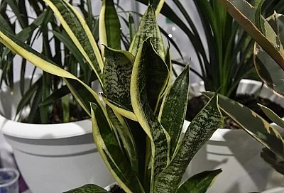 Идеальное растение для занятых людей: эксперт рассказала, как вырастить роскошный тещин язык