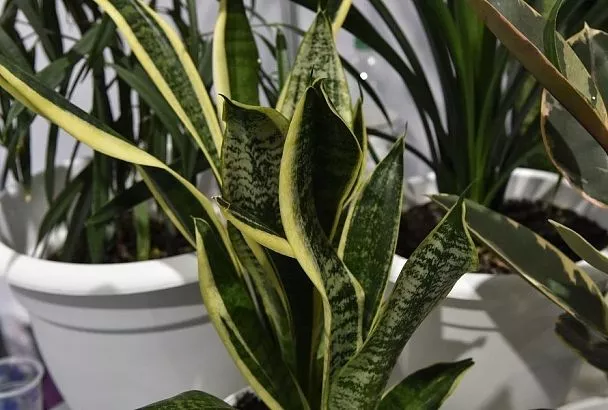 Идеальное растение для занятых людей: эксперт рассказала, как вырастить роскошный тещин язык