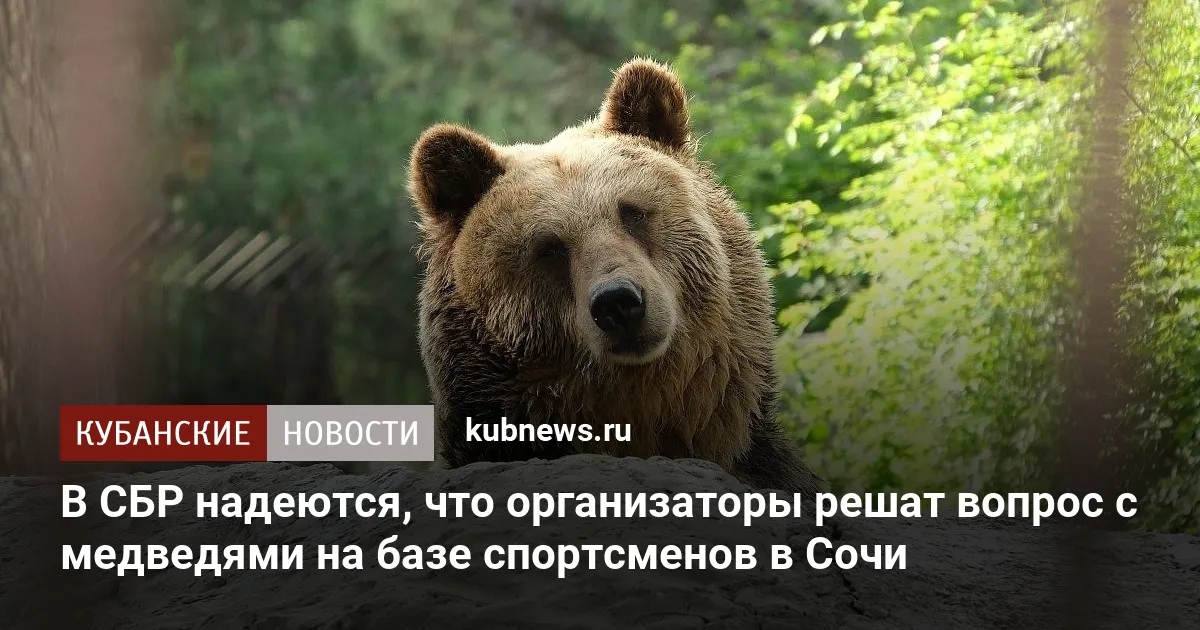 В СБР надеются, что организаторы решат вопрос с медведями на базе спортсменов в Сочи