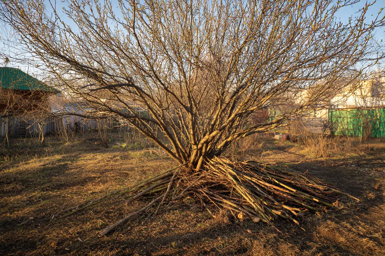 Почему нельзя срезать все волчки