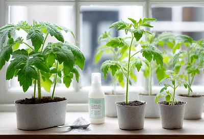 Как задержать вытягивание рассады томатов: цикл подкормок монофосфатом калия