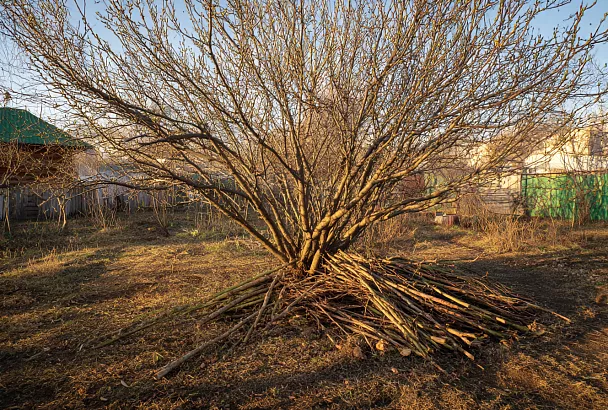 Почему нельзя срезать все волчки