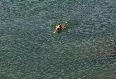 Сочи возглавил топ-10 популярных направлений для поездок с питомцами в апреле