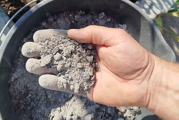 Время действовать: надо ли весной удобрять растения золой