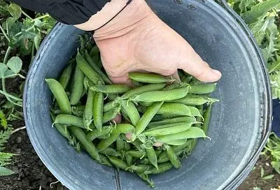 Перец гороху не товарищ: почему соседство этих культур плохо сказывается на развитии растений