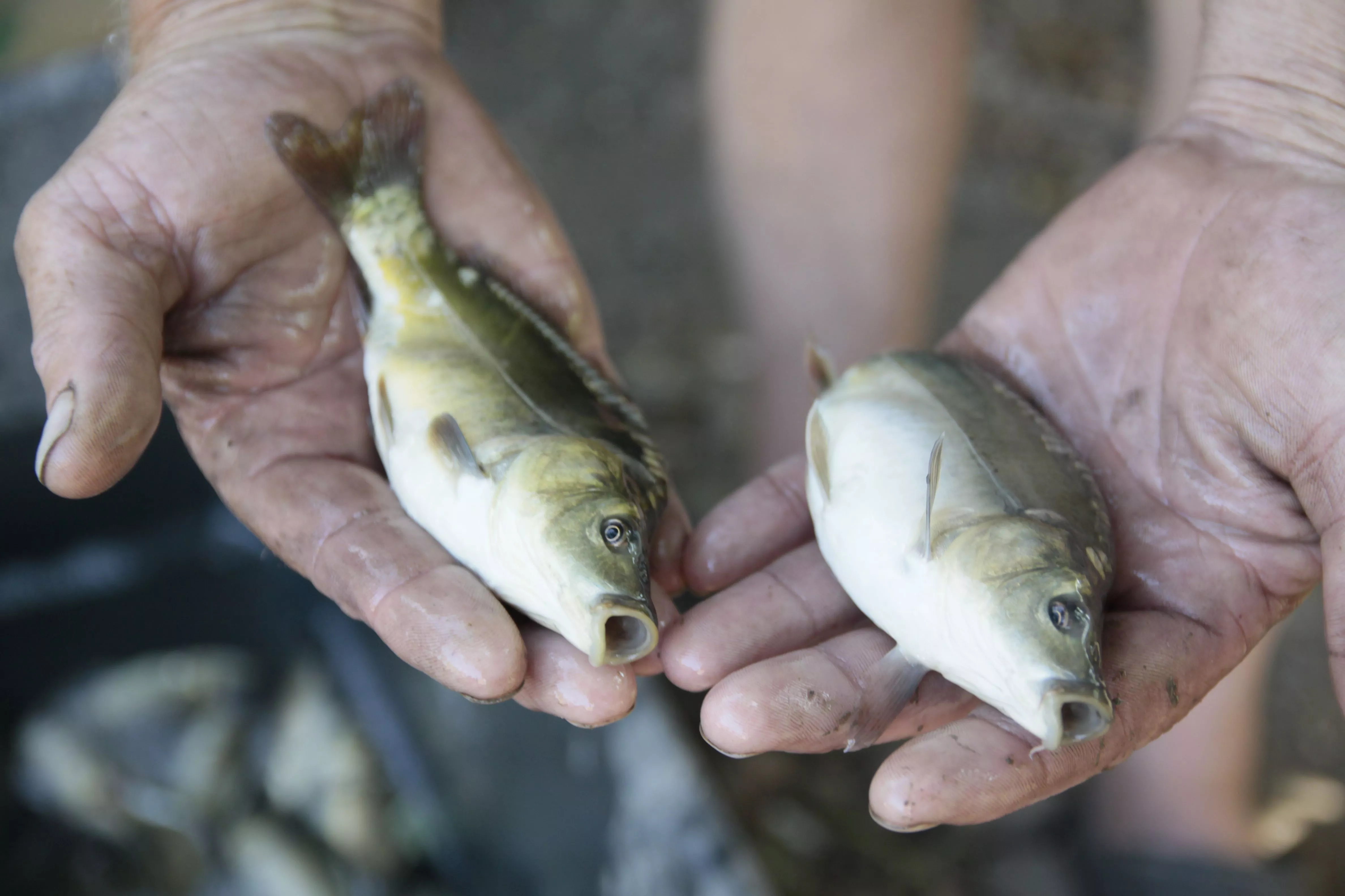 Товарная рыбка из своего пруда: как кубанский агросектор уловами прирастает