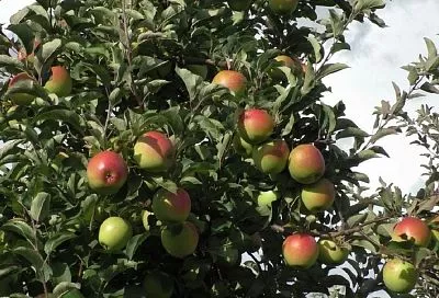 Не обрезайте бездумно: как правильно сдерживать роста плодовых деревьев в высоту