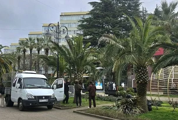 Пальмы в Сочи начали готовить к летнему сезону
