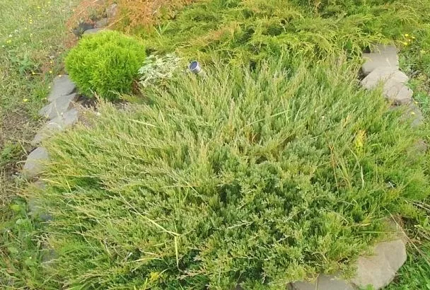 Ваш идеальный кустарник для ленивого сада: Микробиота. Отзывы, советы по уходу