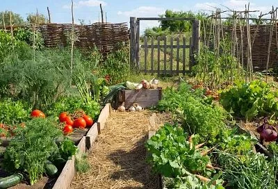 Огород без вредителей: горчица, лук, чеснок и… молоко от тли до медведки 