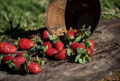 Все листья важны: почему клубнику не стоит обрезать