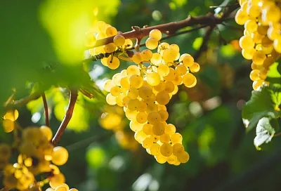 Кубанские аграрии планируют собрать в 2025 году около 250 тысяч тонн винограда