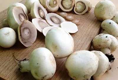 Шампиньоны вместо мяса: могут ли грибы заменить потребность в животном белке