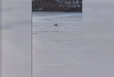Вмерзшего в лед на реке лебедя спасли в Анапе