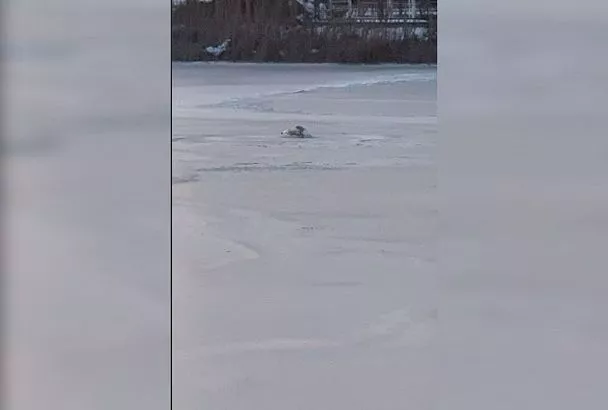 Вмерзшего в лед на реке лебедя спасли в Анапе