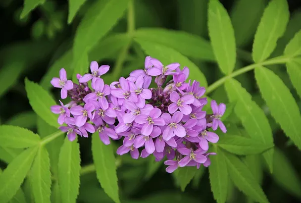 Клумба с запахом торта: аромат ванили в саду обеспечит гелиотроп