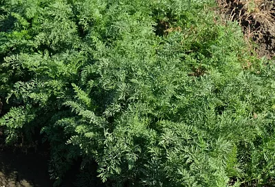 Перец, марганцовка, борная кислота: все, что нужно для богатого урожая моркови