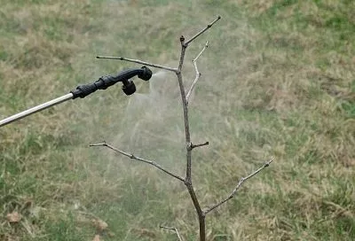 Тепло ли тебе, деревце: как подготовить к холодам теплолюбивые саженцы косточковых