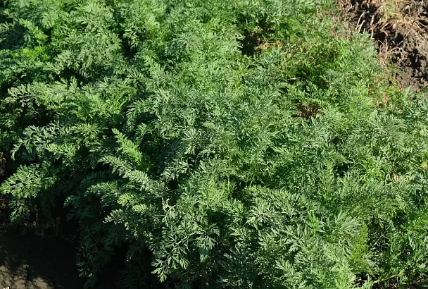 Перец, марганцовка, борная кислота: все, что нужно для богатого урожая моркови