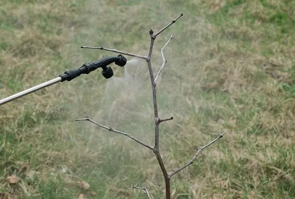 Тепло ли тебе, деревце: как подготовить к холодам теплолюбивые саженцы косточковых