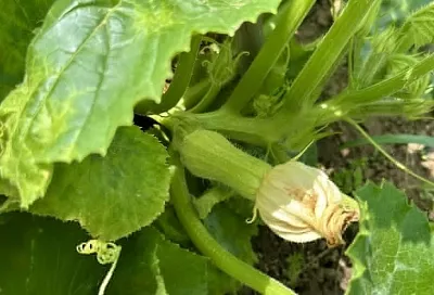 Кабачок меняет цвет: стоит ли беспокоиться, если листья становятся не такими зелеными