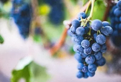 На Кубани стартовал сбор винограда, используемого для изготовления ледяного вина