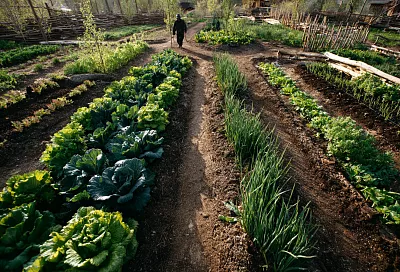 Весной можно не копать огород: как подготовить почву без перекопки