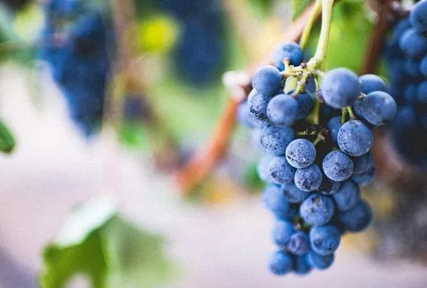 На Кубани стартовал сбор винограда, используемого для изготовления ледяного вина