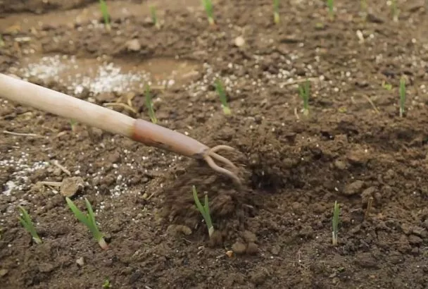 Сделал первую подкормку лука и чеснока так — перо не желтеет и быстро тронулось в рост