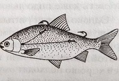 Ловим щуку на жерлицу с двумя крючками – секрет уловистой оснастки по первому льду 