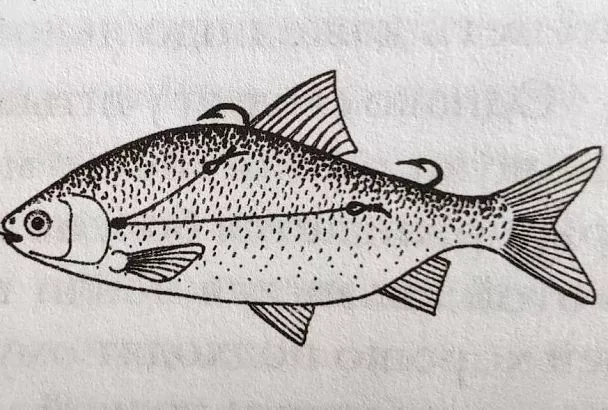 Ловим щуку на жерлицу с двумя крючками – секрет уловистой оснастки по первому льду 