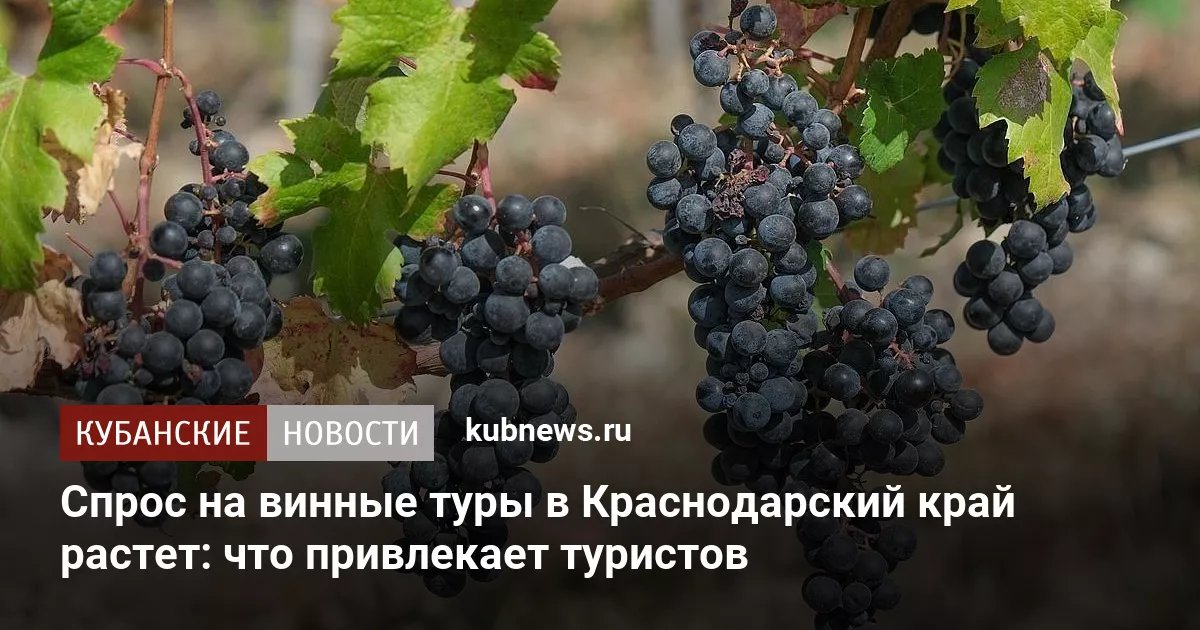 Спрос на винные туры в Краснодарский край растет: что привлекает туристов