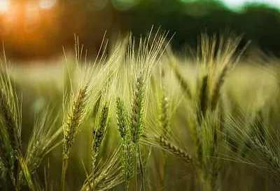 Росстат предварительно оценил рост производства сельхозпродукции в 2025 году на 4,9%