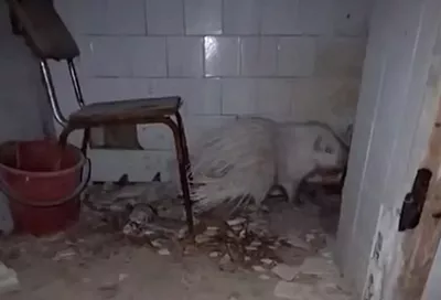 Нашелся хозяин спасенного в Анапе редкого дикобраза-альбиноса