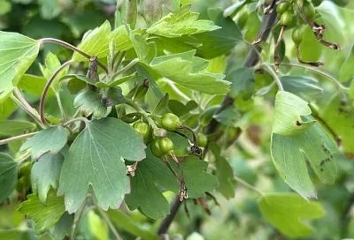 Бокальчатая ржавчина: как распознать и спасти растения