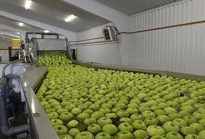 Почва для роста: как господдержка помогает развиваться агробизнесу