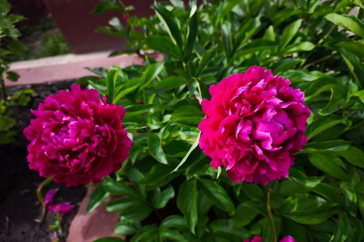 3 большие неприятности, которые могут случиться с пионом летом, и как спасти цветок