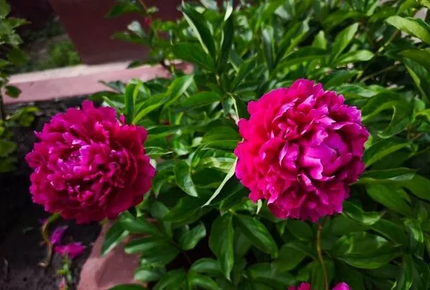 3 большие неприятности, которые могут случиться с пионом летом, и как спасти цветок