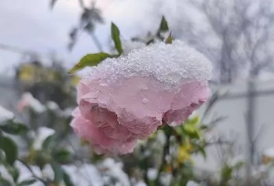Если снег, а вы не успели укрыть розы: советы моей соседки, которые помогут не переживать за растения