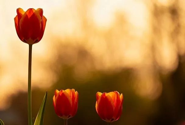 Три цветка определяют три четверти российского рынка, но покупатели всё чаще выбирают зелень