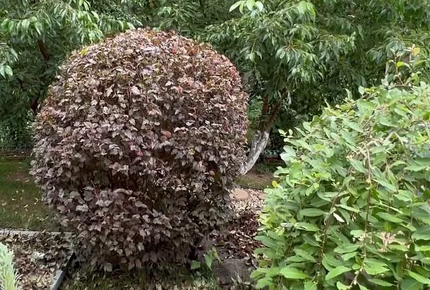 Посадил и забыл, а они радуют! Топ-3 декоративных кустарника – ухоженный участок 24/7 без особых хлопот