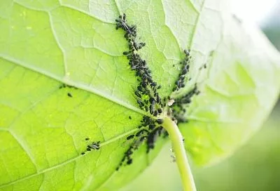 Лучшее домашнее средство от тли на основе чеснока и мыла: просто, эффективно и безопасно